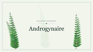 Illustration botanique stylisée du terme « Androgynaire » du glossaire