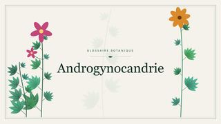 Illustration botanique stylisée du terme « Androgynocandrie » du glossaire