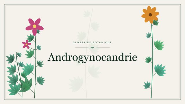 Androgynocandrie : comment s'y retrouver Illustration botanique stylisée du terme « Androgynocandrie » du glossaire