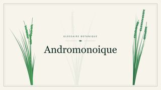 Illustration botanique stylisée du terme « Andromonoique » du glossaire