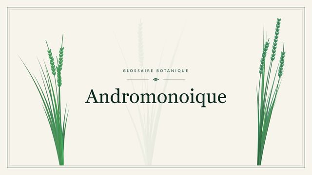 Définition de « andromonoïque » en botanique Illustration botanique stylisée du terme « Andromonoique » du glossaire