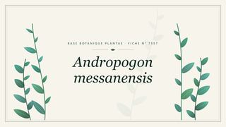 Planche botanique stylisée d’Andropogon messanensis