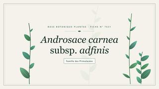 Planche botanique stylisée d’Androsace carnea subsp. adfinis, famille des Primulacées