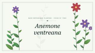 Planche botanique stylisée d’Anemone ventreana