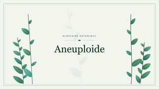Illustration botanique stylisée du terme « Aneuploide » du glossaire