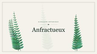 Illustration botanique stylisée du terme « Anfractueux » du glossaire