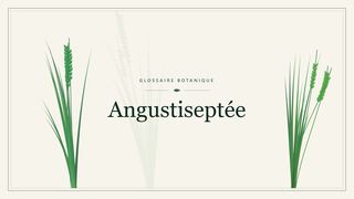 Illustration botanique stylisée du terme « Angustiseptée » du glossaire