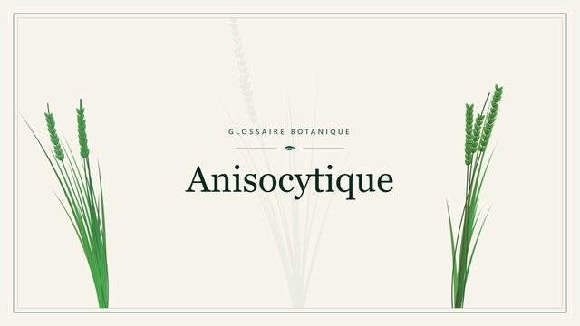 Anisocytique : panorama Illustration botanique stylisée du terme « Anisocytique » du glossaire