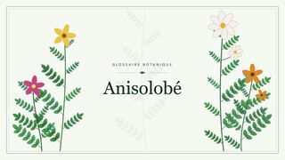 Illustration botanique stylisée du terme « Anisolobé » du glossaire