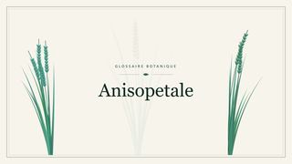 Illustration botanique stylisée du terme « Anisopetale » du glossaire