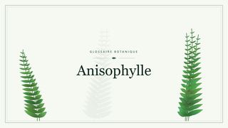 Illustration botanique stylisée du terme « Anisophylle » du glossaire