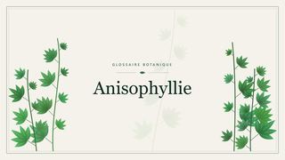 Illustration botanique stylisée du terme « Anisophyllie » du glossaire