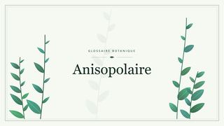 Illustration botanique stylisée du terme « Anisopolaire » du glossaire