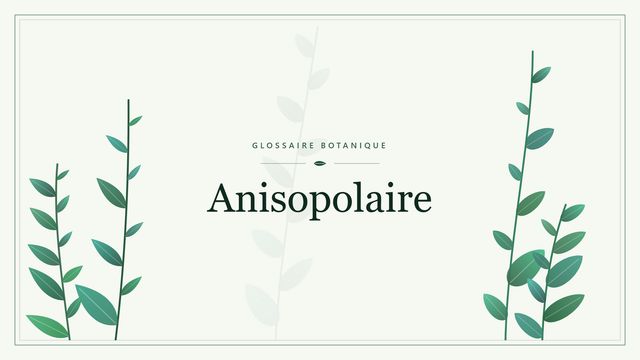Anisopolaire : tout comprendre Illustration botanique stylisée du terme « Anisopolaire » du glossaire