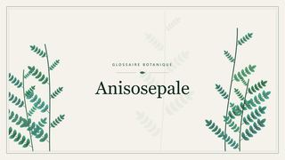 Illustration botanique stylisée du terme « Anisosepale » du glossaire