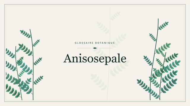 Anisosepale : tout comprendre Illustration botanique stylisée du terme « Anisosepale » du glossaire