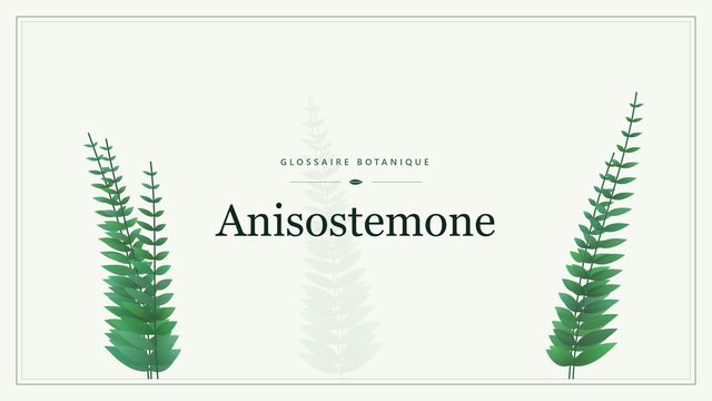 Anisostemone : ce qu'il faut savoir Illustration botanique stylisée du terme « Anisostemone » du glossaire