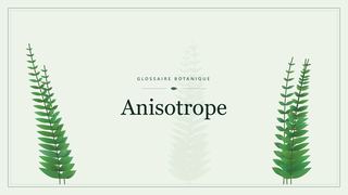 Illustration botanique stylisée du terme « Anisotrope » du glossaire