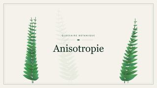 Illustration botanique stylisée du terme « Anisotropie » du glossaire