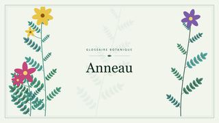 Illustration botanique stylisée du terme « Anneau » du glossaire