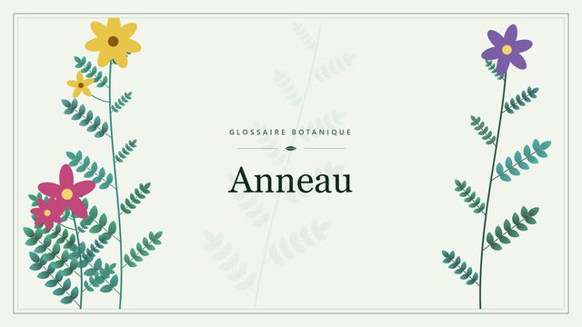 Définition de « anneau » en botanique Illustration botanique stylisée du terme « Anneau » du glossaire