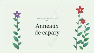 Illustration botanique stylisée du terme « Anneaux de capary » du glossaire
