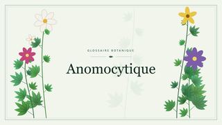 Illustration botanique stylisée du terme « Anomocytique » du glossaire