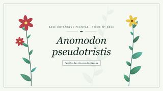 Planche botanique stylisée d’Anomodon pseudotristis, famille des Anomodontaceae
