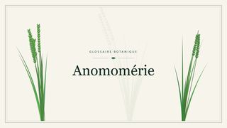 Illustration botanique stylisée du terme « Anomomérie » du glossaire