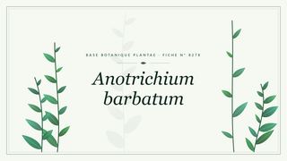 Planche botanique stylisée d’Anotrichium barbatum