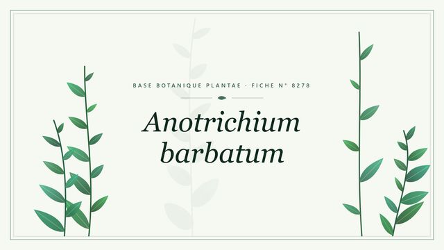 Anotrichium barbatum : fiche descriptive et taxonomie Planche botanique stylisée d’Anotrichium barbatum