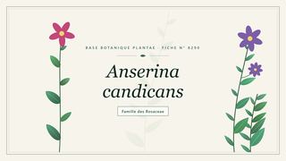 Planche botanique stylisée d’Anserina candicans, famille des Rosaceae