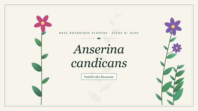 Anserina candicans : tout comprendre Planche botanique stylisée d’Anserina candicans, famille des Rosaceae