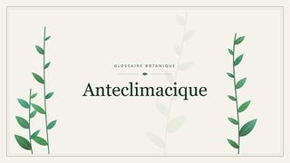Illustration botanique stylisée du terme « Anteclimacique » du glossaire