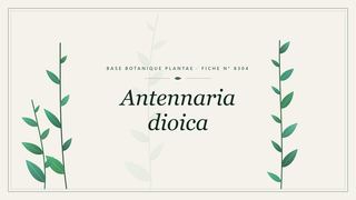 Planche botanique stylisée d’Antennaria dioica
