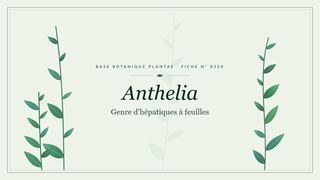 Planche botanique stylisée d’Anthelia (Genre d'hépatiques à feuilles)