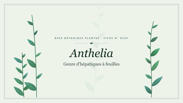 Anthelia : panorama Planche botanique stylisée d’Anthelia (Genre d'hépatiques à feuilles)