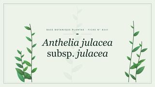 Planche botanique stylisée d’Anthelia julacea subsp. julacea