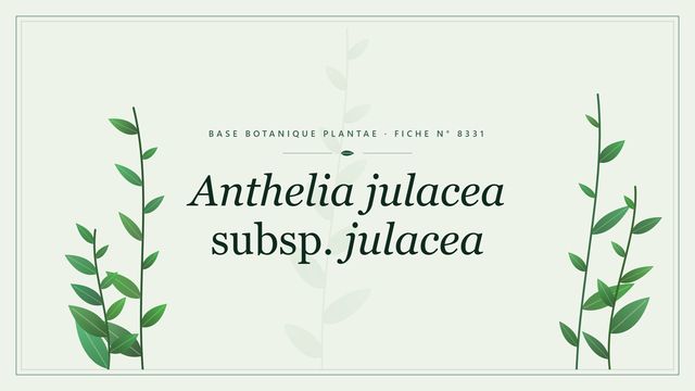Anthelia julacea subsp. julacea : fiche descriptive et conseils de culture Planche botanique stylisée d’Anthelia julacea subsp. julacea
