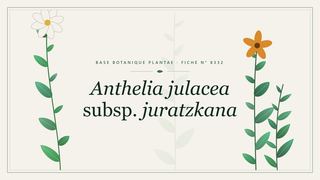 Planche botanique stylisée d’Anthelia julacea subsp. juratzkana
