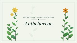 Planche botanique stylisée d’Antheliaceae