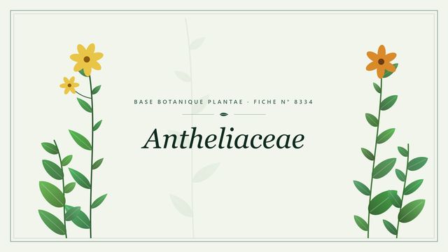 Antheliaceae : fiche descriptive et taxonomie Planche botanique stylisée d’Antheliaceae
