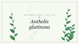 Planche botanique stylisée d’Anthelis glutinosa