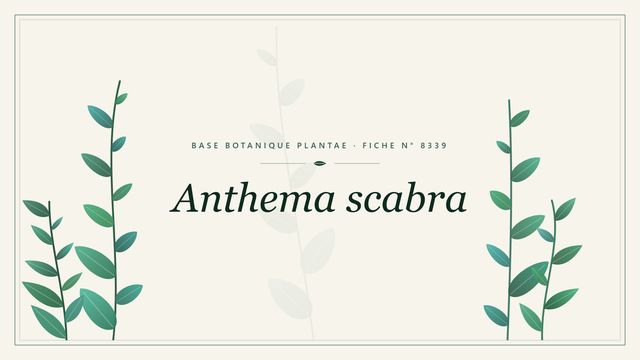 Anthema scabra : fiche descriptive et taxonomie Planche botanique stylisée d’Anthema scabra