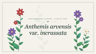 Planche botanique stylisée d’Anthemis arvensis var. incrassata