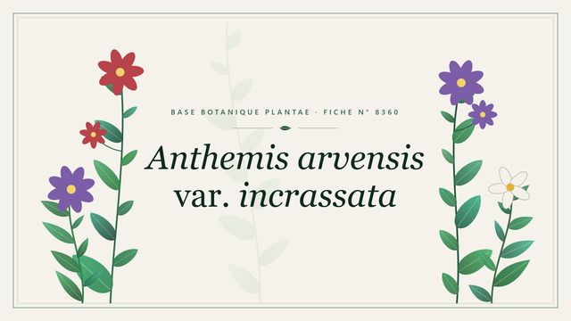 Anthemis arvensis var. incrassata : fiche descriptive et taxonomie Planche botanique stylisée d’Anthemis arvensis var. incrassata