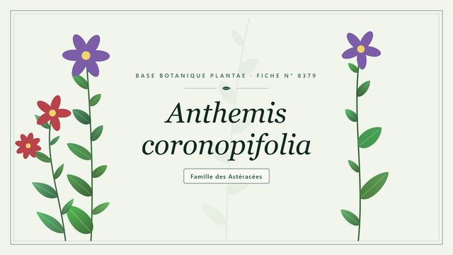 Anthemis coronopifolia : reconnaître l'anthémide à feuilles de coronope Planche botanique stylisée d’Anthemis coronopifolia, famille des Astéracées