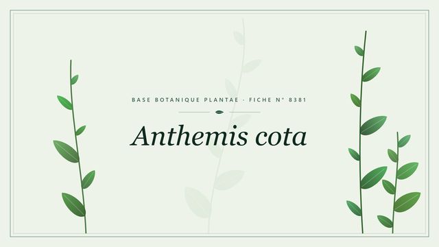 Anthemis cota : fiche descriptive et taxonomie Planche botanique stylisée d’Anthemis cota
