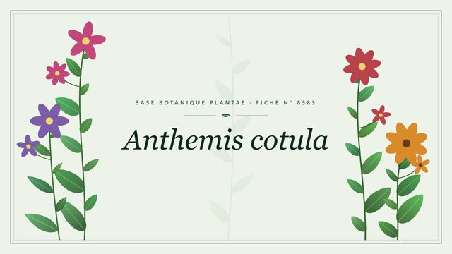 Anthemis cotula : fiche descriptive et taxonomie Planche botanique stylisée d’Anthemis cotula