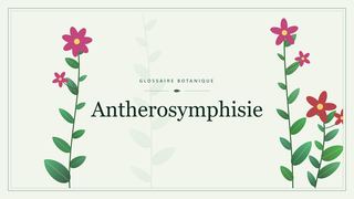 Illustration botanique stylisée du terme « Antherosymphisie » du glossaire